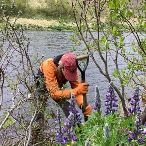  Rannsóknarvinna á árbakka með víði. Ljósmynd: Sara L. Rathburn