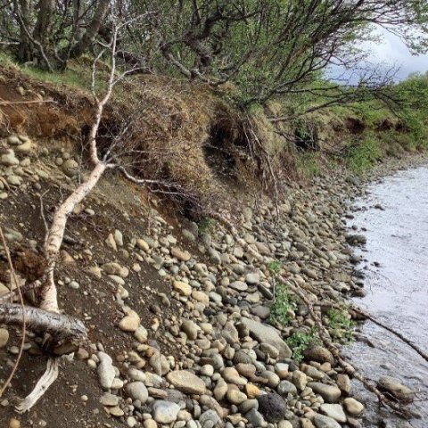  Þétt birkikjarr á árbakkanum hægir mjög á vatnsrofinu. Ljósmynd: Sara L. Rathburn