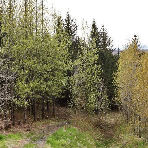 (mynd: Hrafn Óskarsson)