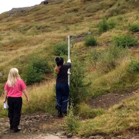 Árið 2017 var hæsta tréð 2,2 metrar á hæð. Ljósmynd: Arnlín Óladóttir