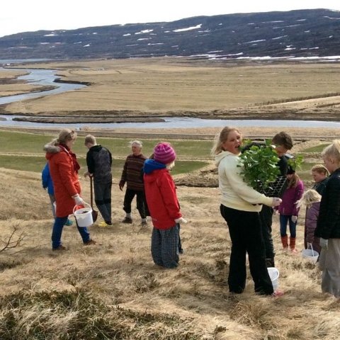 2016. Aspir munu mynda skjól fyrir hafgolunni. Þær voru gróðursettar með skóflu og fá búfjáráburð. Ljósmynd: Arnlín Óladóttir