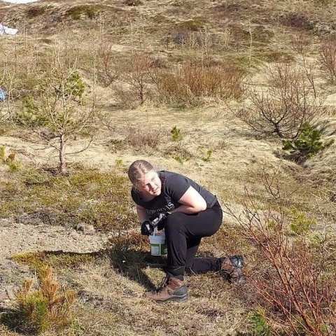 Öll tré sem enn eru lítil eða vesæl fengu áburð og umönnun. Ljósmynd: Arnlín Óladóttir