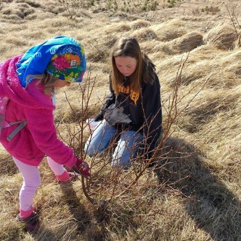 Hlúð að birkitré. Ljósmynd: Arnlín Óladóttir