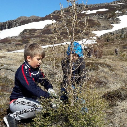 Efnilegir skógræktarmenn að snyrta lerkitré. Ljósmynd: Arnlín Óladóttir