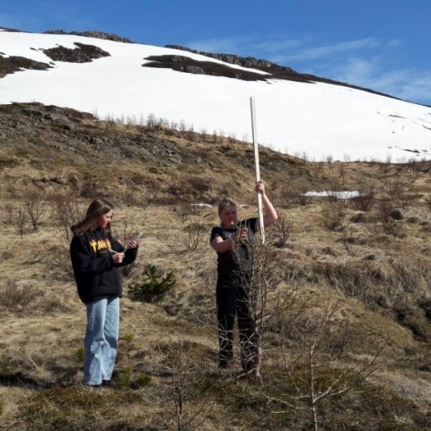 19. maí 2020 voru mæld um 50 tré í skólaskóginum á Klúku, lerki og birki. Þá mældist hæst lerkitré sem reyndist 2,7 metrar. Ljósmynd: Arnlín Óladóttir