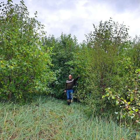 Benedikt í lundi elritrjáa sem voru gróðursett 2007 og eru orðin yfir sex metra há. Ljósmynd: Svanhvít Vatnsdal Jóhannsdóttir