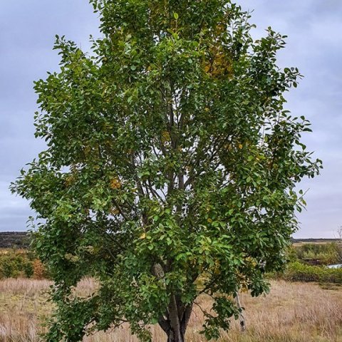 Selja sem gróðursett var 120 sm há 2007 er komin yfir sex metra hæð. Ljósmynd: Benedikt Benediktsson