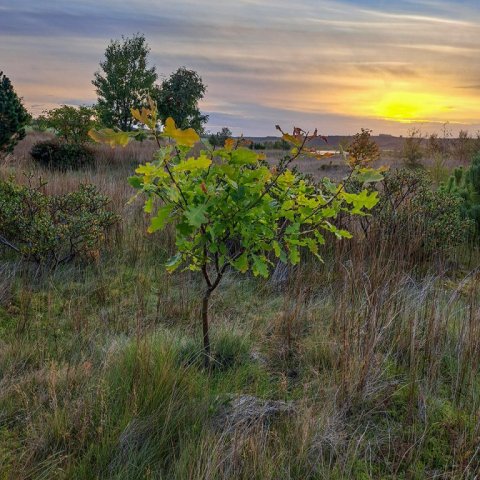 Nokkrar eikur vaxa nú á svæðinu þar sem var eyðimörk fyrir sextán árum. Ljósmynd: Benedikt Benediktsson