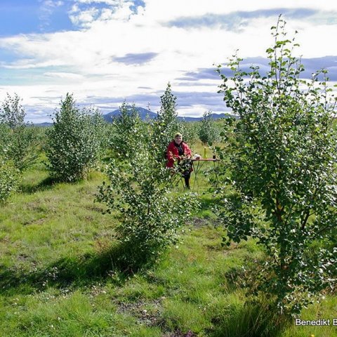 Svanhvít Vatnsdal Jóhannsdóttir fær sér kaffi í birkilundi átta árum eftir gróðursetninguna. Ljósmynd: Benedikt Benediktsson