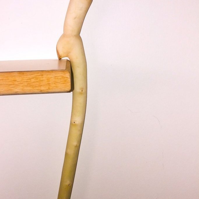 Göngustafur úr síberísku baunatré. Ljósmynd: Sigurgeir Sigurðsson