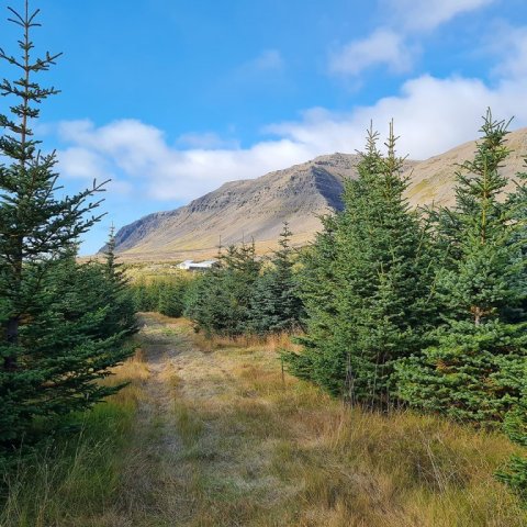 Horft heim að Kvígindisfelli. Ljósmynd: Valdimar Reynisson