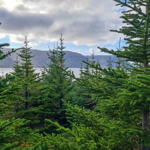 Horft yfir fjörðinn. Ljósmynd: Valdimar Reynisson