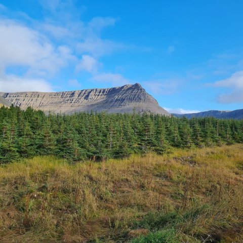 Reiturinn séður frá veginum. Ljósmynd: Valdimar Reynisson