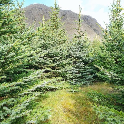 Séð til fjalls úr greniskóginum. Ljósmynd: Valdimar Reynisson