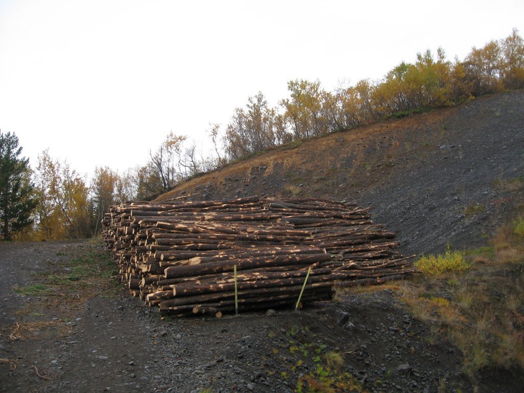 Grisjað í Þórðarstaðaskógi haustið 2009