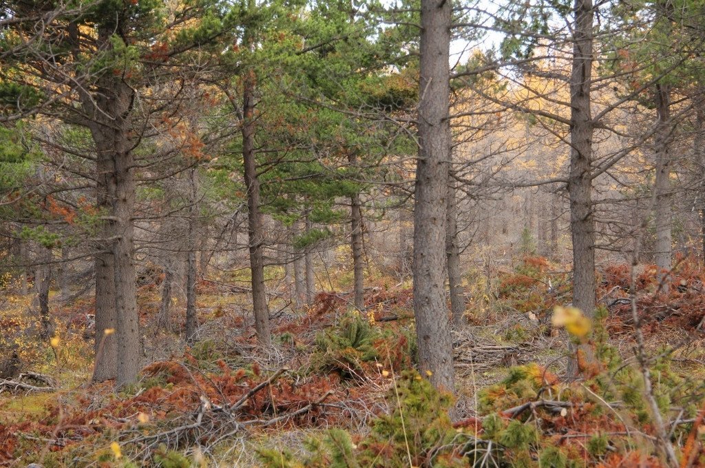 Nýgrisjaður stafafuru- og lerkiskógur. Tekið í Vaglaskógi haustið 2014.. Ljósmynd: Pétur Halldórsson