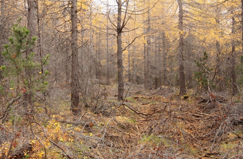 Nýgrisjaður lerkiskógur. Ljósmynd: Pétur Halldórsson