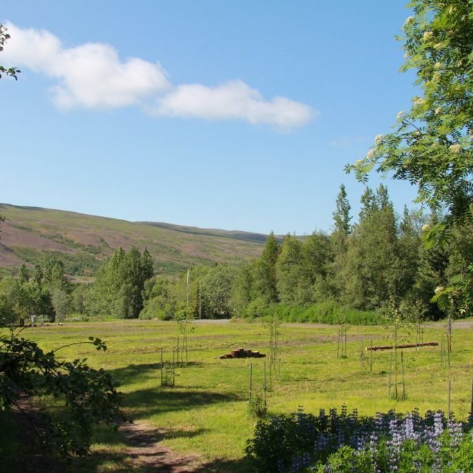 Fallegur dagur í Vaglaskógi. Ljósmynd: Pétur Halldórsson