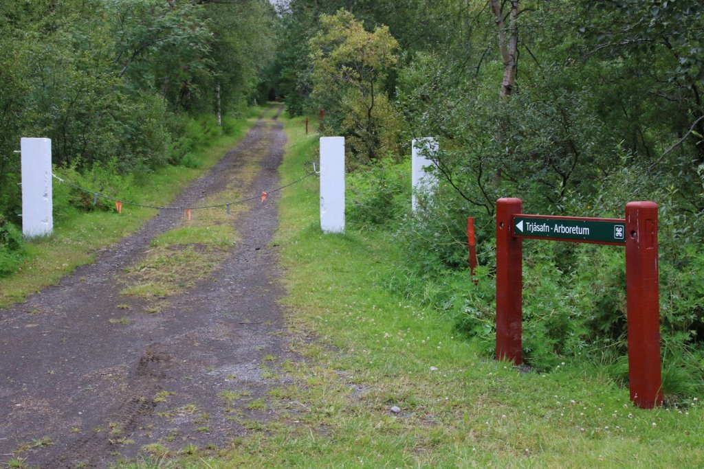 Leiðin í trjásafnið. Ljósmynd: Pétur Halldórsson