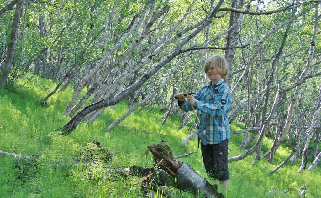 Í ósnertum birkiskógi vestan Hálsmela. Ljósmynd: Pétur Halldórsson