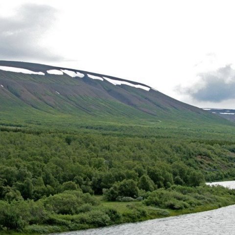 Vaglaskógur