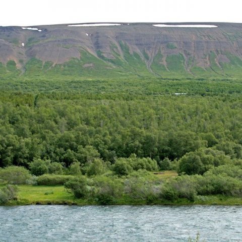 Vaglaskógur