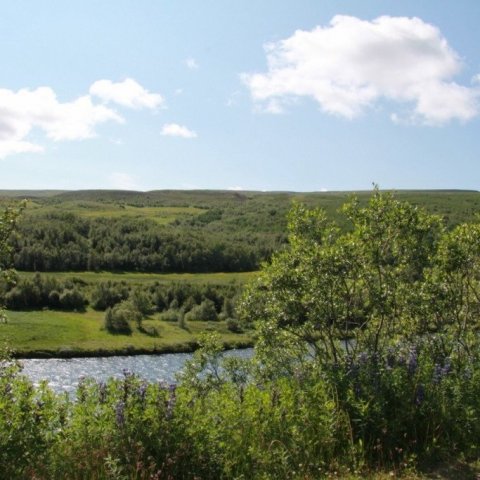 Séð úr Vaglaskógi yfir Fnjóská í júlí 2015. Vel sést hvernig birkið er smám saman að nema ný lönd í austurhlíðum Vaðlaheiðar þar sem ekkert birki var fyrir nokkrum áratugum. Ljósmynd: Pétur Halldórsson