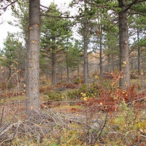 Nýgrisjaður furuskógur. Ljósmynd: Pétur Halldórsson
