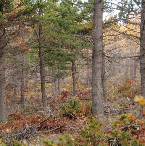 Nýgrisjaður stafafuru- og lerkiskógur. Tekið í Vaglaskógi haustið 2014.. Ljósmynd: Pétur Halldórsson