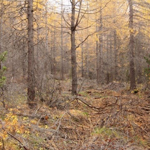 Nýgrisjaður lerkiskógur. Ljósmynd: Pétur Halldórsson