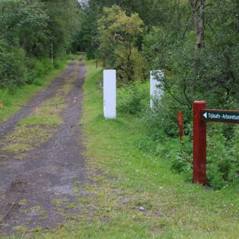 Leiðin í trjásafnið. Ljósmynd: Pétur Halldórsson