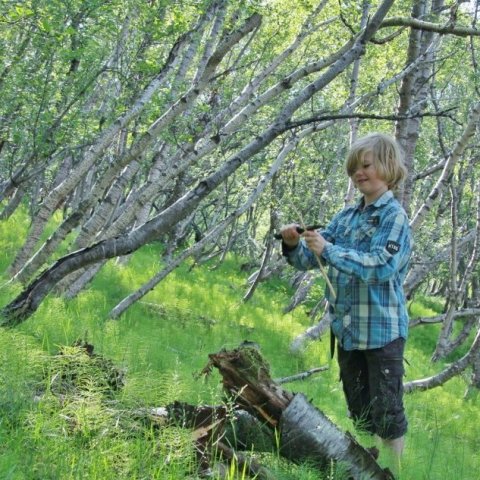 Í ósnertum birkiskógi vestan Hálsmela. Ljósmynd: Pétur Halldórsson