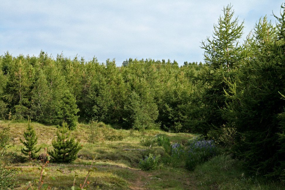 Vaglir á Þelamörk