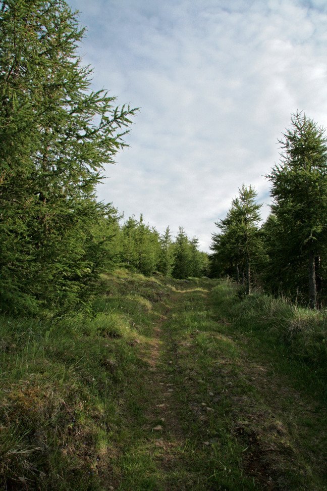 Vaglir á Þelamörk