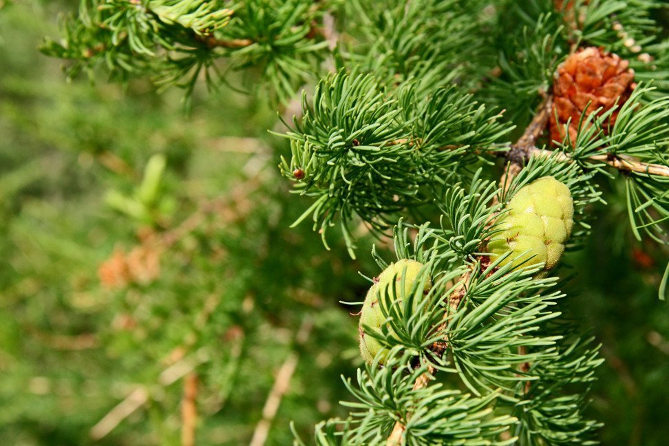 Vaglir á Þelamörk
