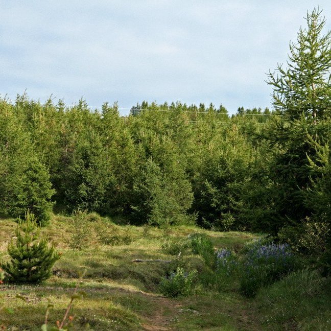 (mynd: Esther Ösp Gunnarsdóttir)