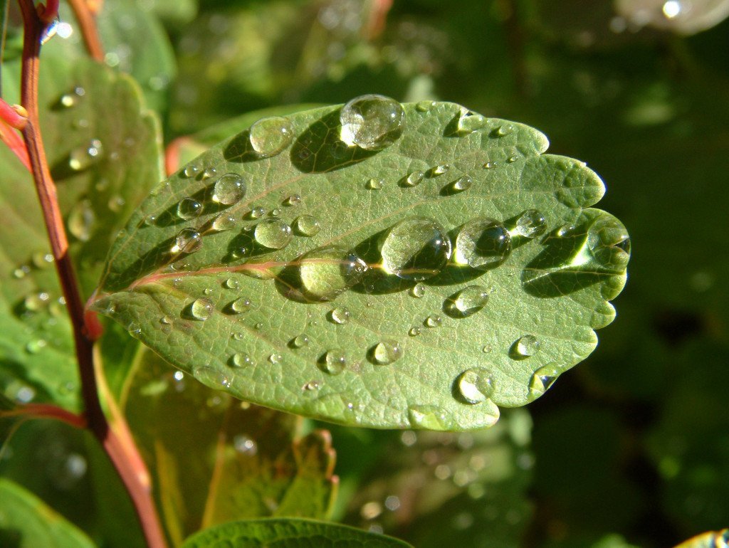 Dropar á birkikvisti í Vatnshornsskógi