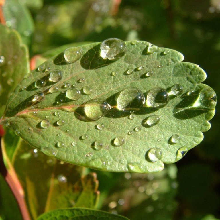 dropar-a-birkikvisti-i-vatnshornsskogi