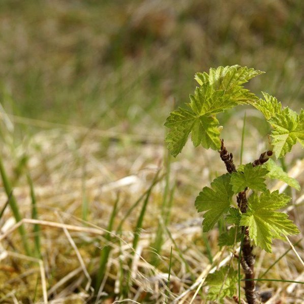 (Mynd: Esther Ösp Gunnarsdóttir)