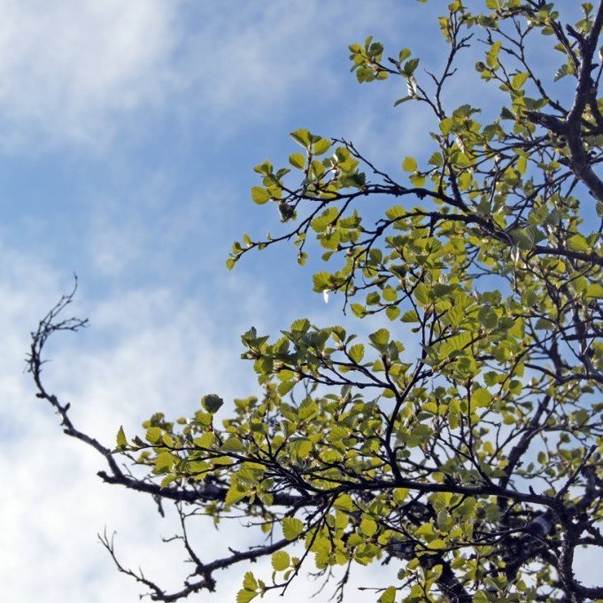 (Mynd: Esther Ösp Gunnarsdóttir)