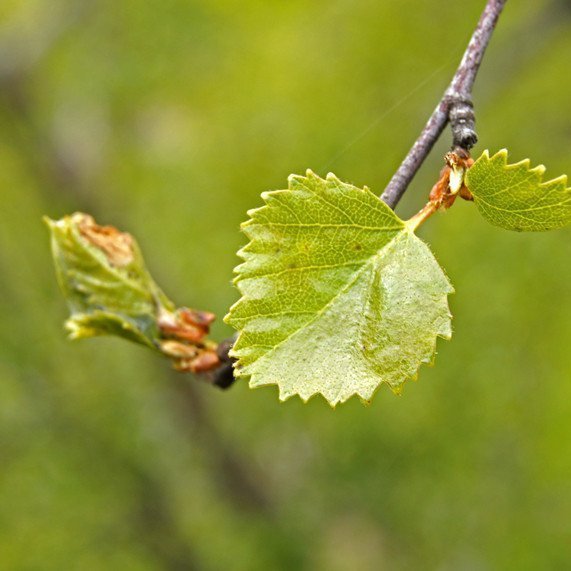 (Mynd: Esther Ösp Gunnarsdóttir)