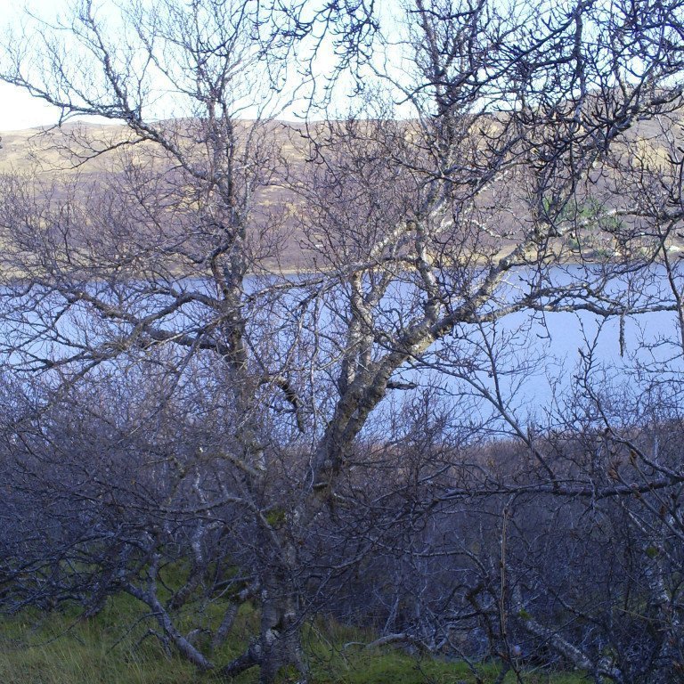 (mynd: Ólafur Eggertsson)