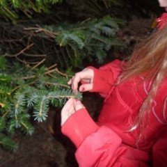 aaeltun-a-staerd-skogar