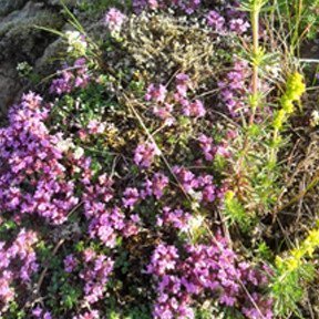 birki-og-fjallagrasabraud