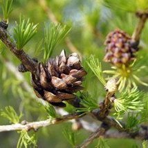 fraesofnun-barrtrjaa