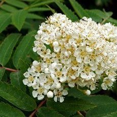 fraesofnun-lauftrjaa