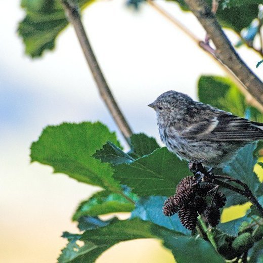 fuglar-i-grenndarskoginum