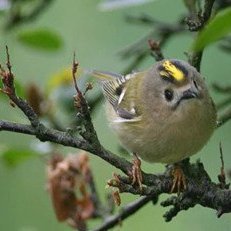 fuglar-i-skogi-ad-vetri