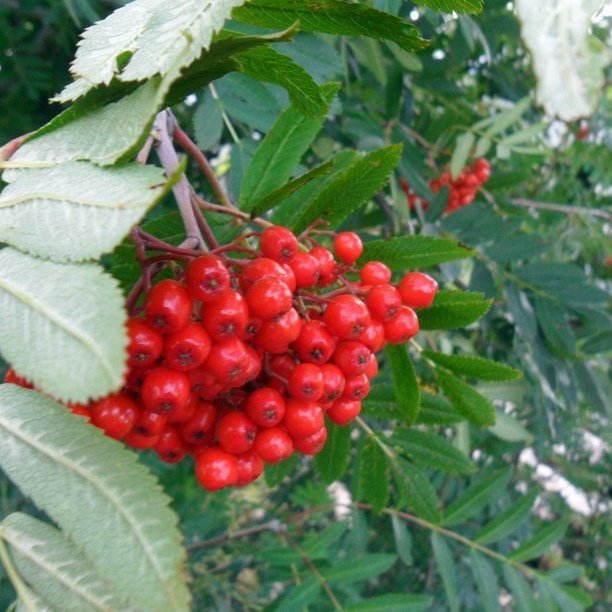 hvad-borda-skogarfuglar