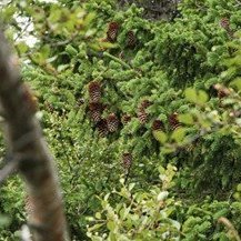 hvar-verpa-skogarfuglar